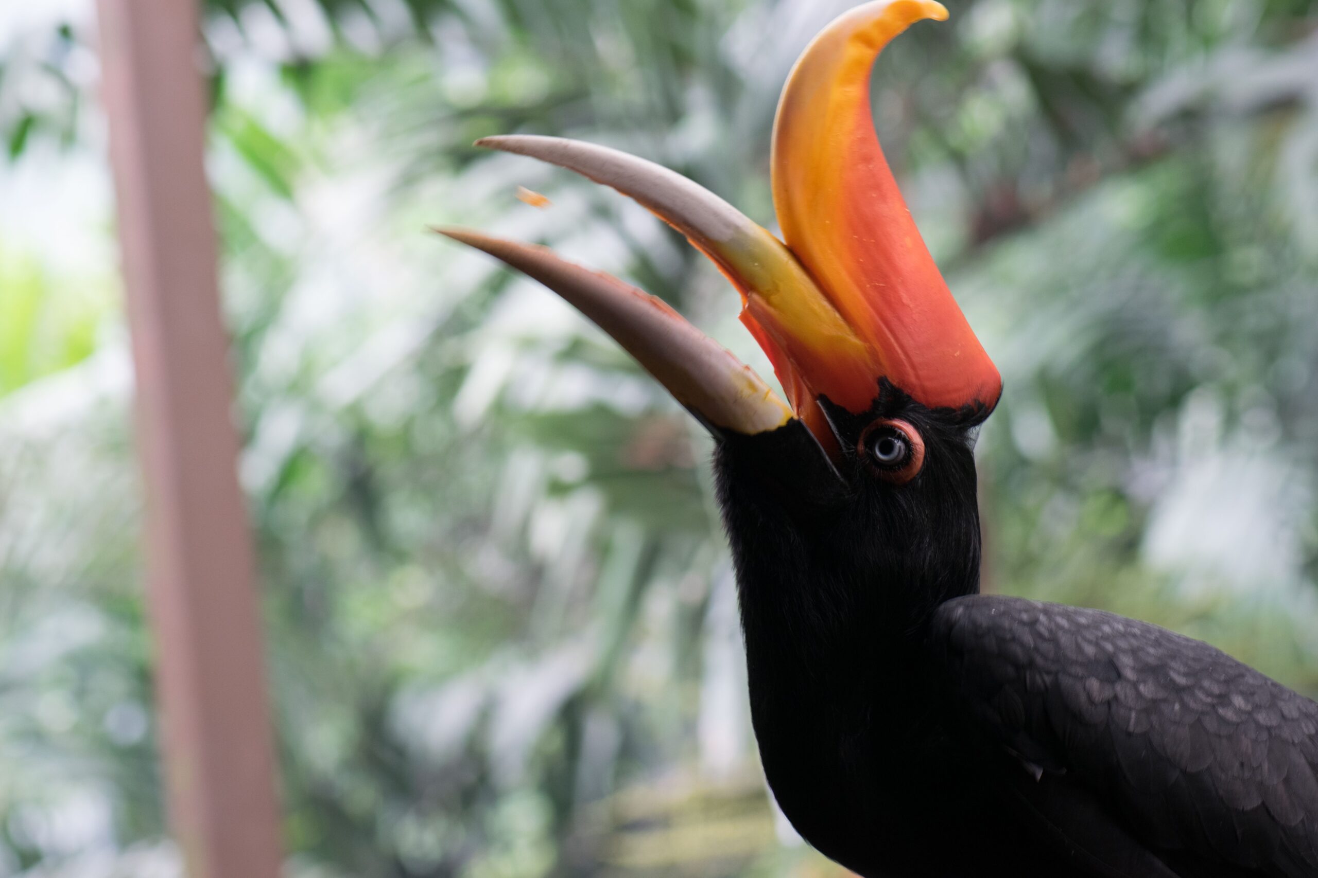 Rhinoceros hornbill