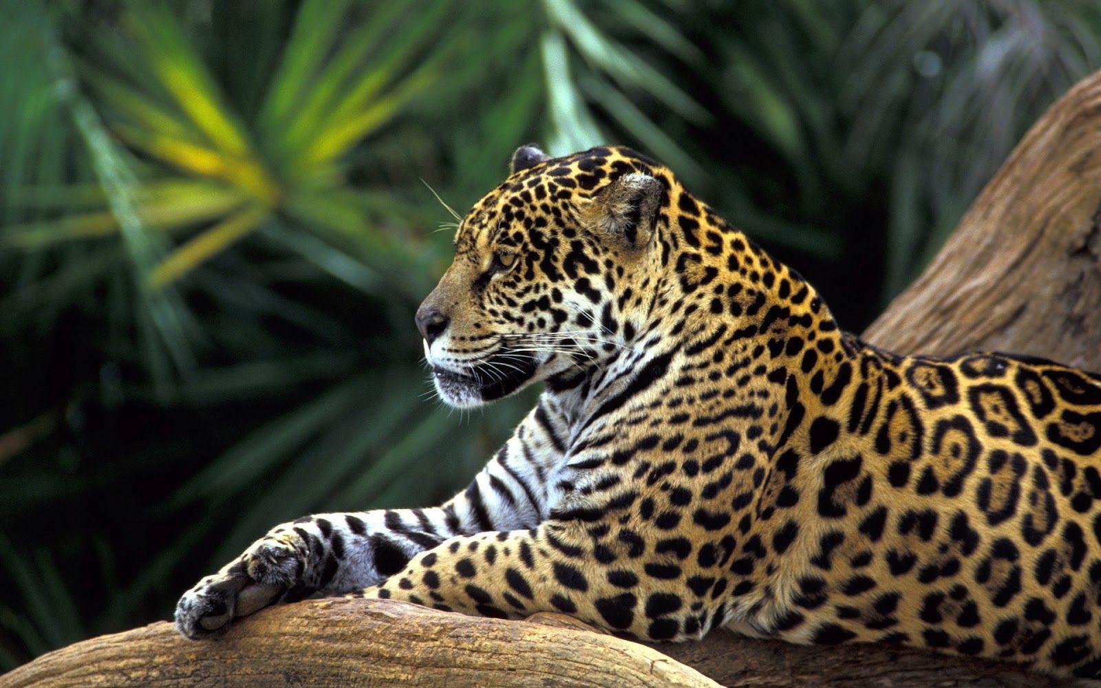 Jaguar wallpapers