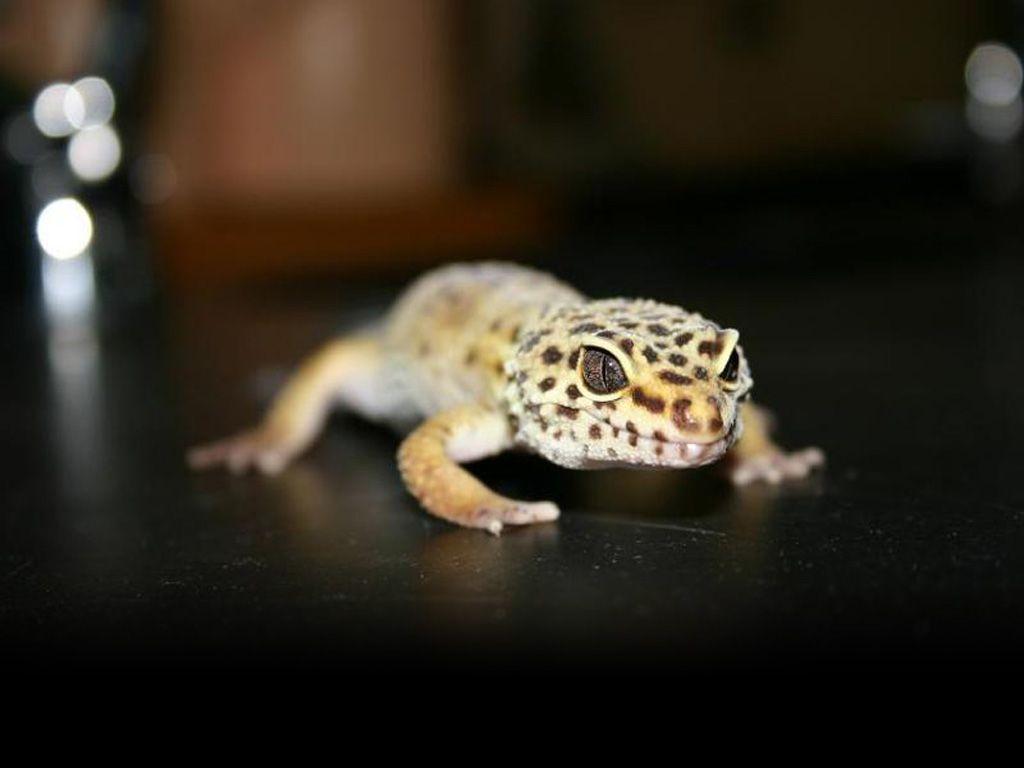 73+] Leopard Gecko Wallpapers