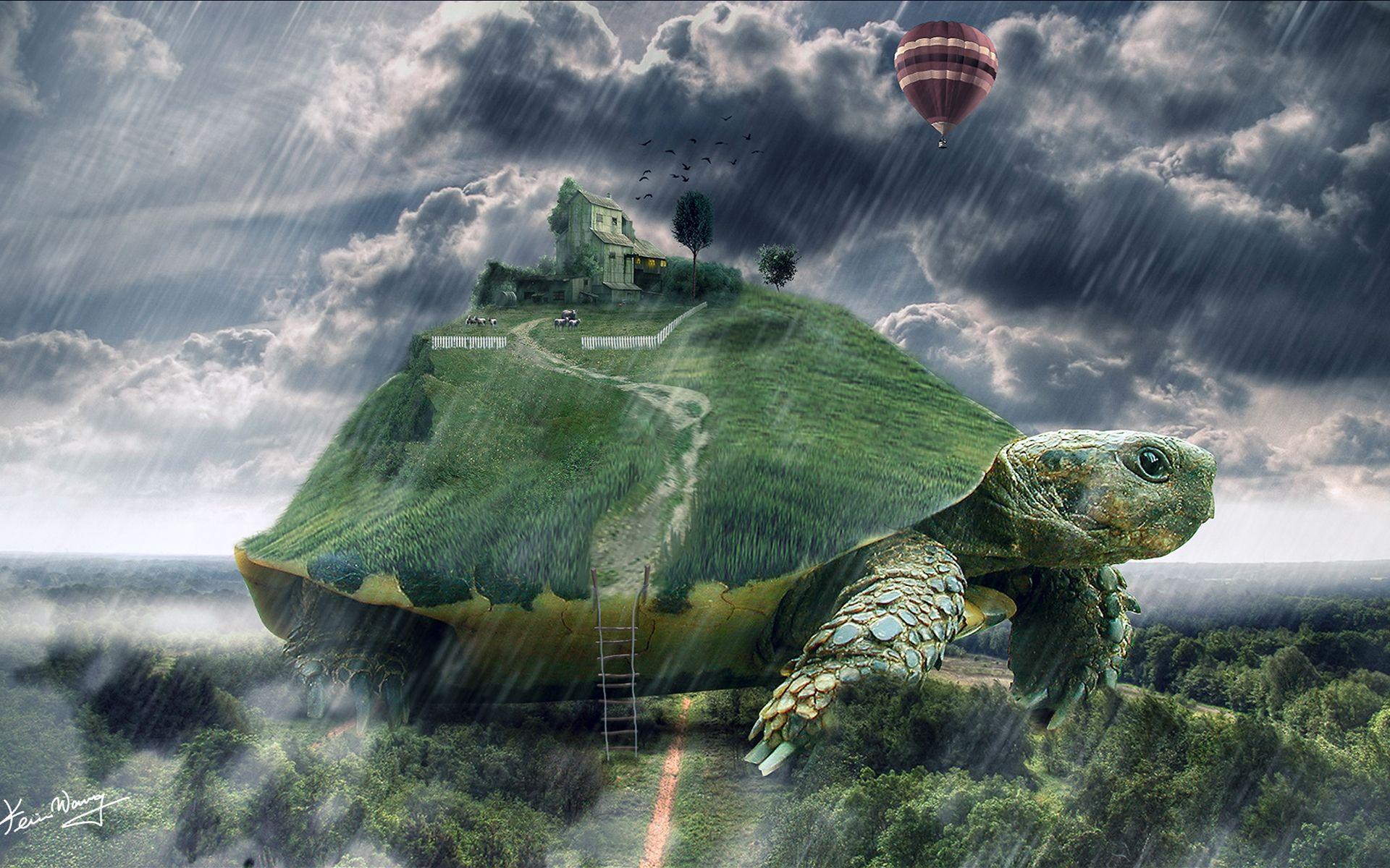 tortoise wallpapers