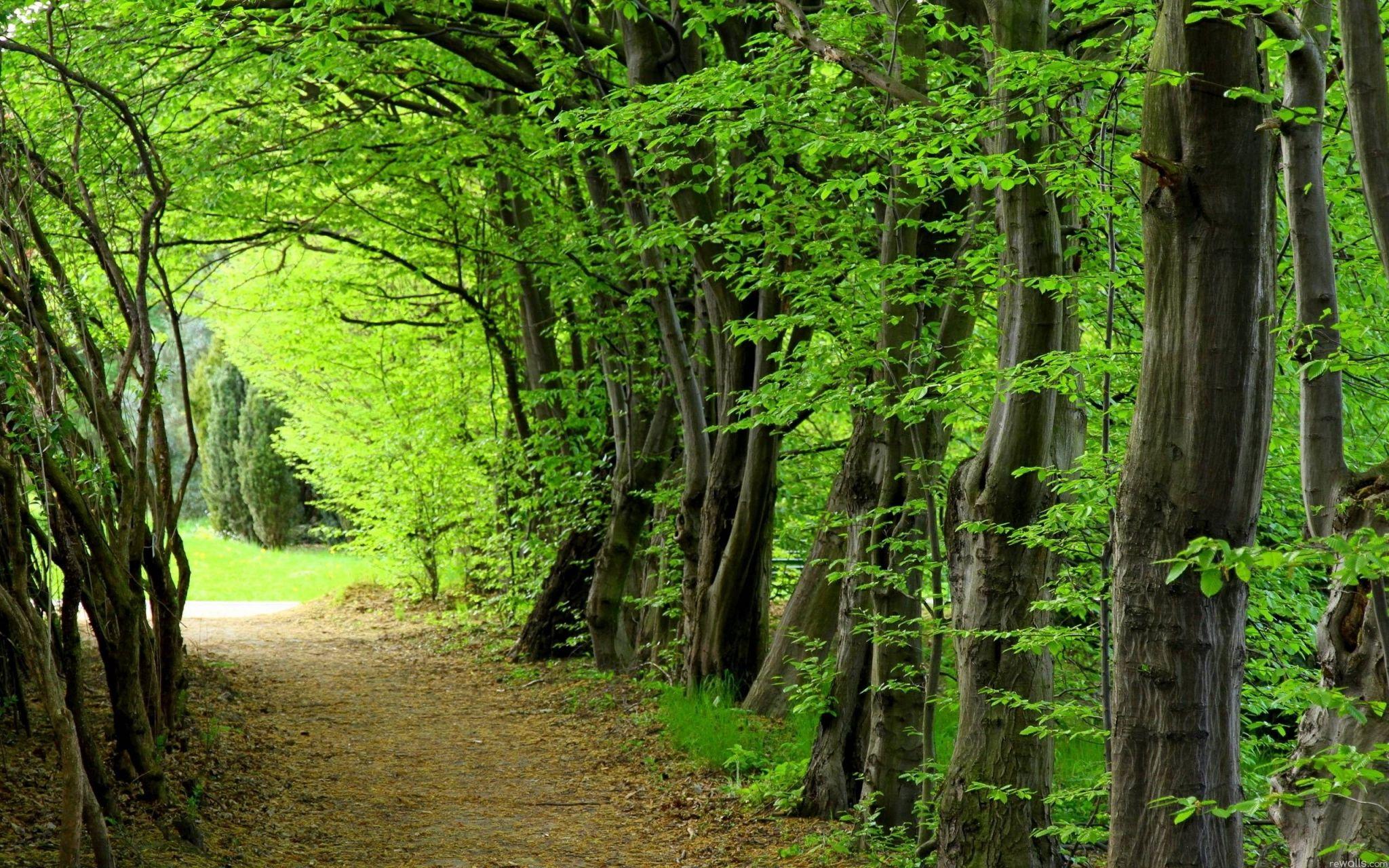 forest backgrounds for desktop hd backgrounds