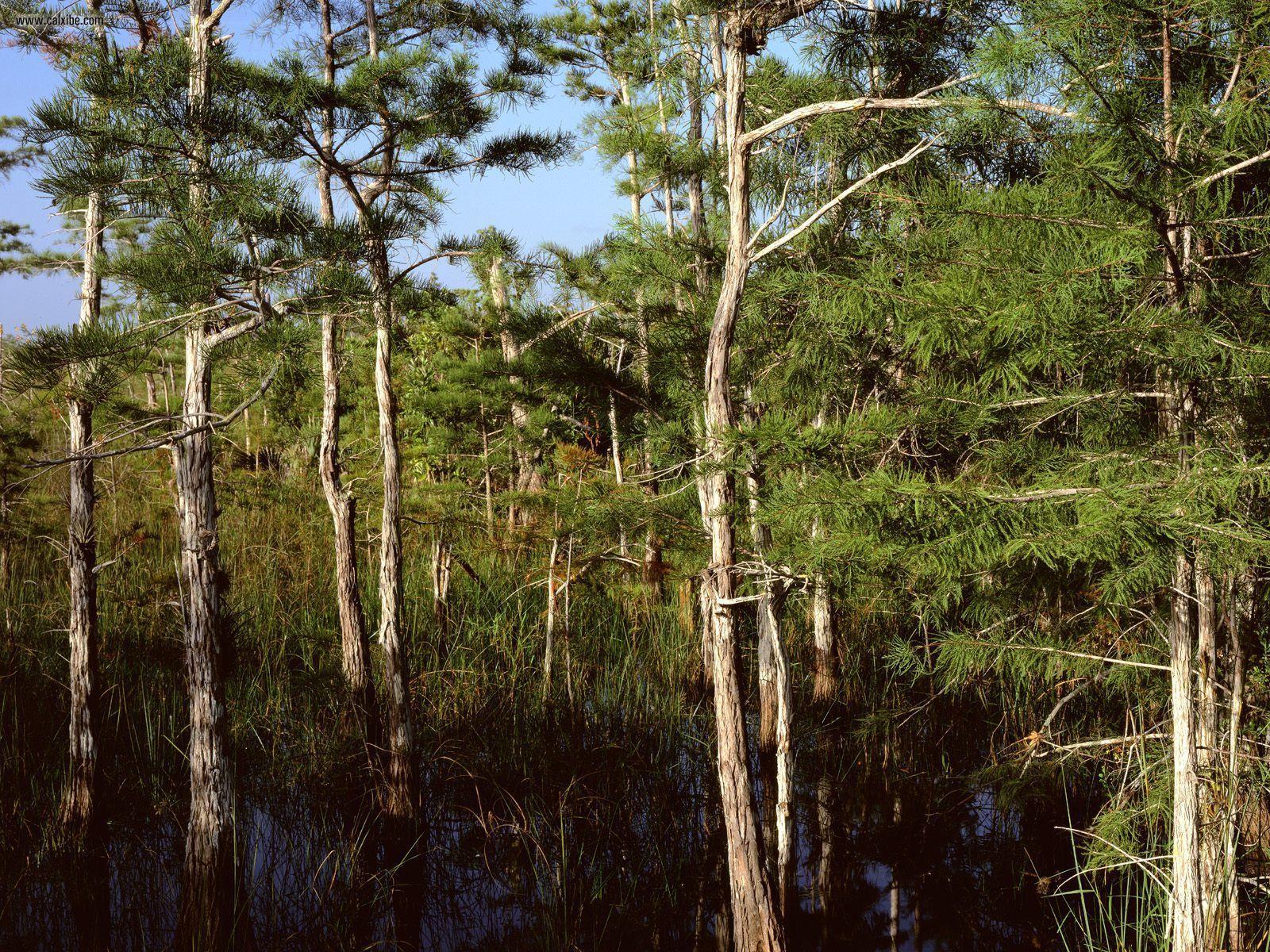 Nature: Dwarf Cypress Forest Everglades National Park Florida