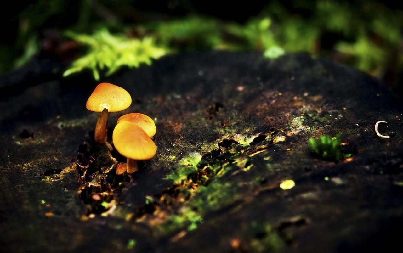 Mushrooms wallpapers