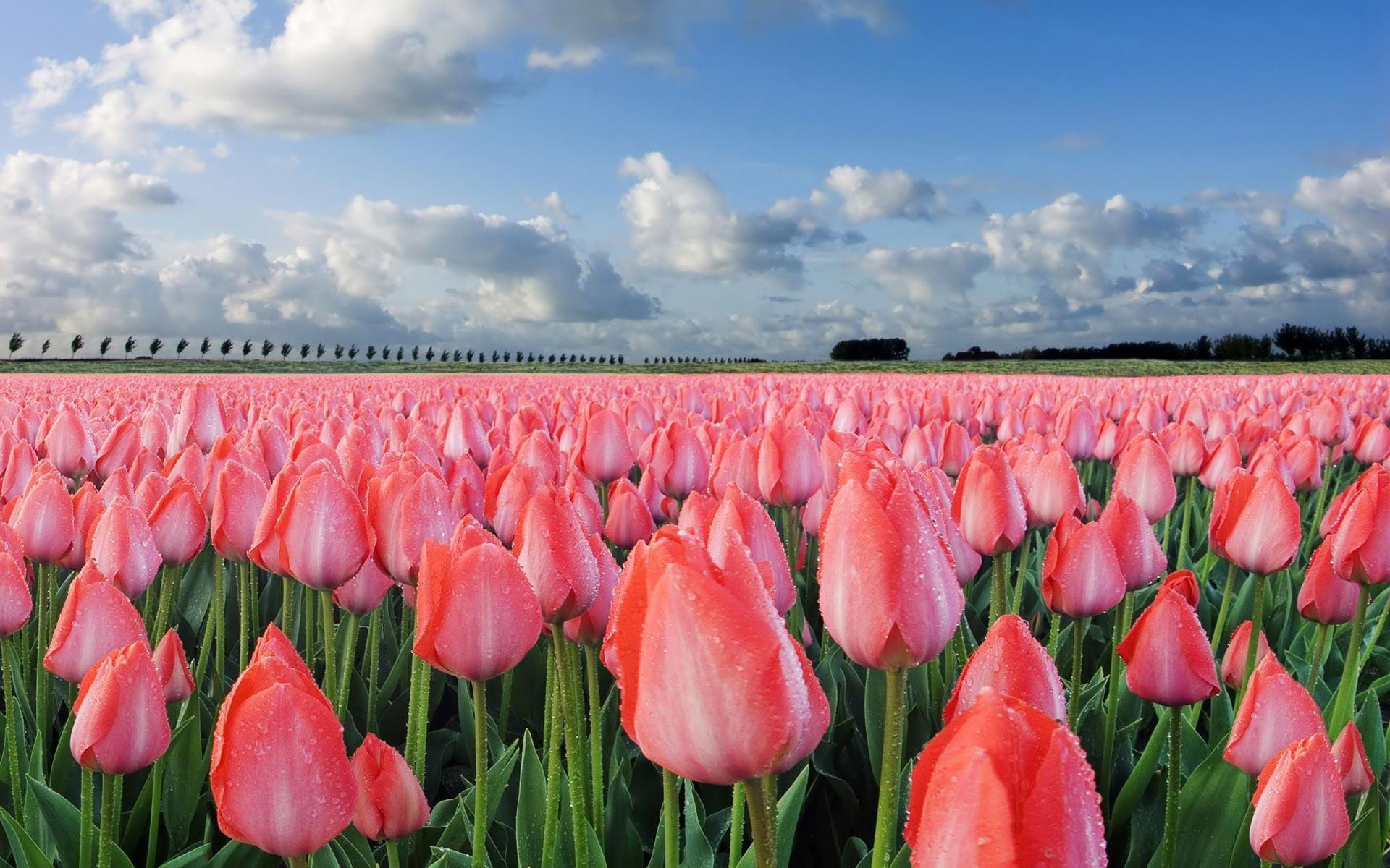 Pink Tulips