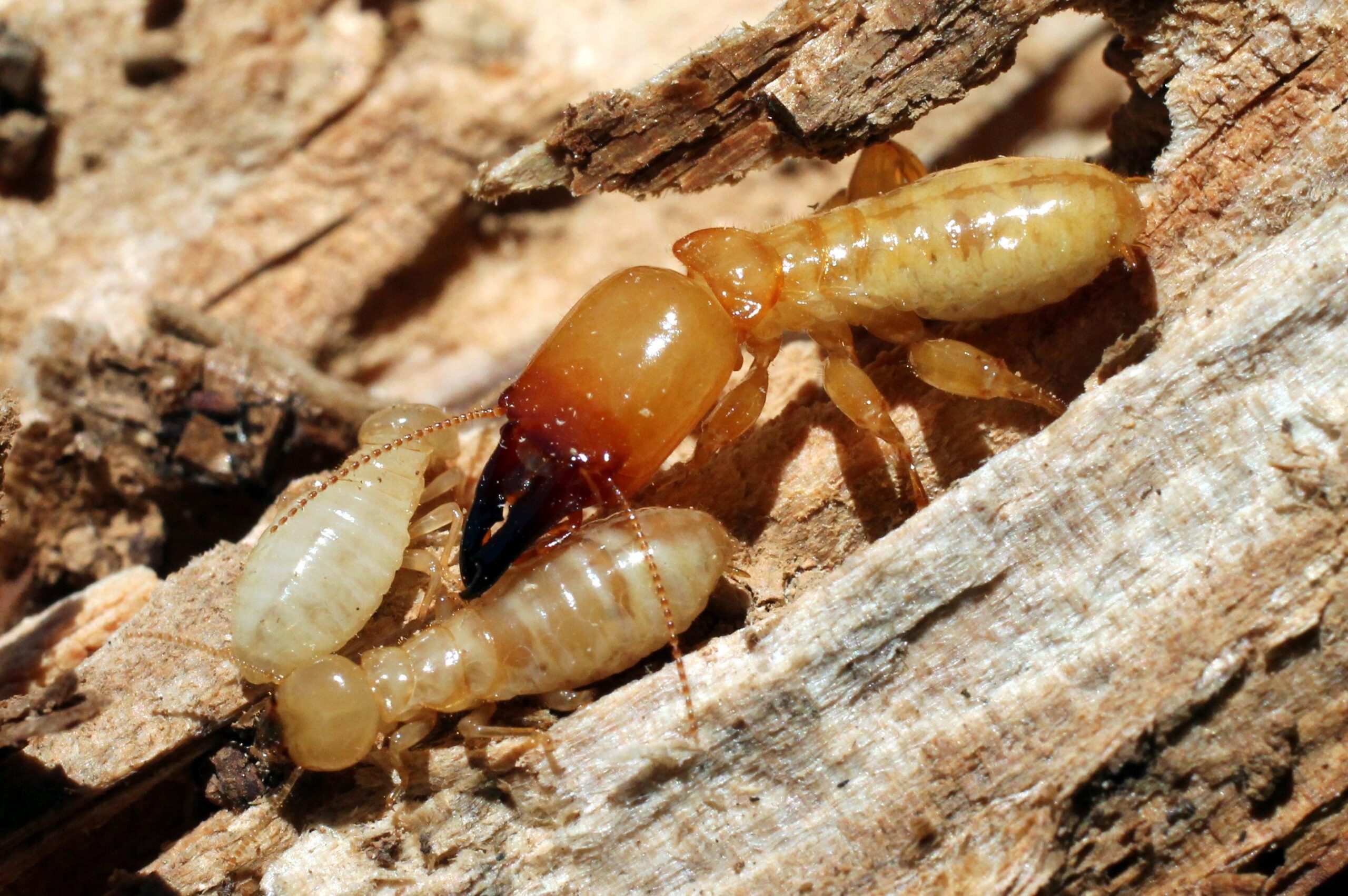 Termites Wallpapers High Quality