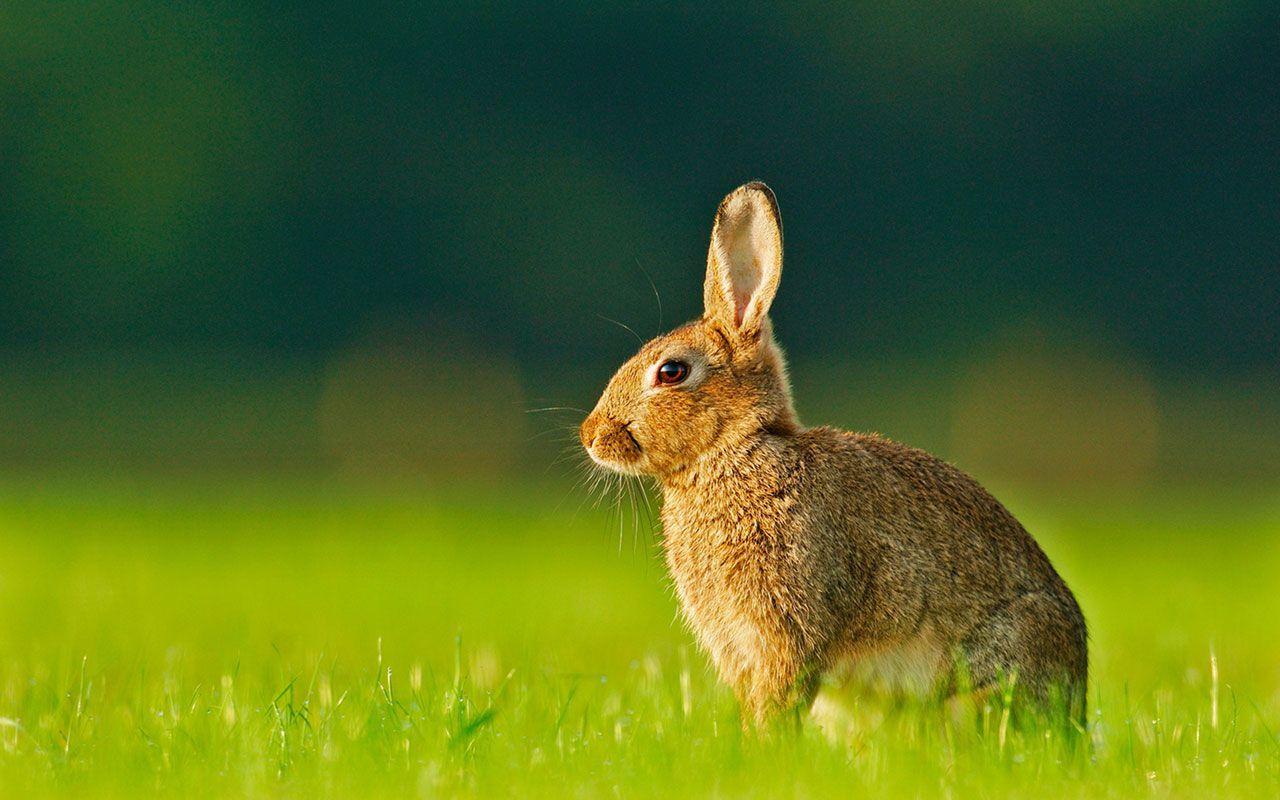 Rabbit wide hd wallpapers