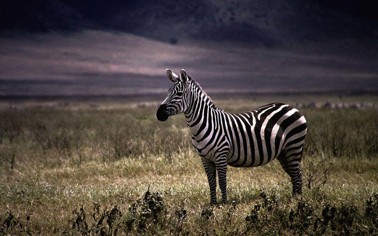 Zebra Print Desktop Wallpapers Free wallpapers download 1920×1080