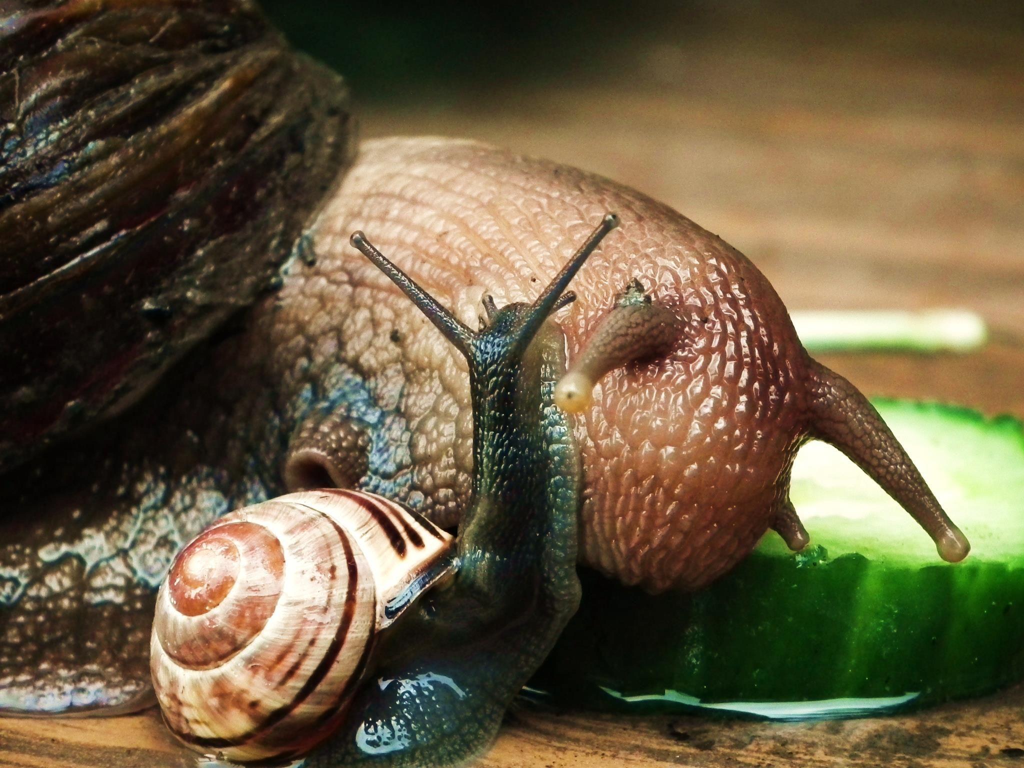 Giant African land snail and your common UK garden snail