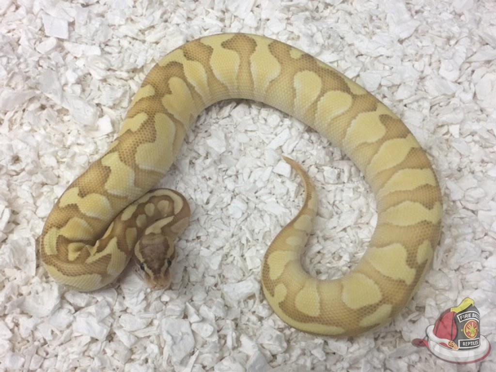 Banana Butter Enchi Ball Python by Fireball Reptiles