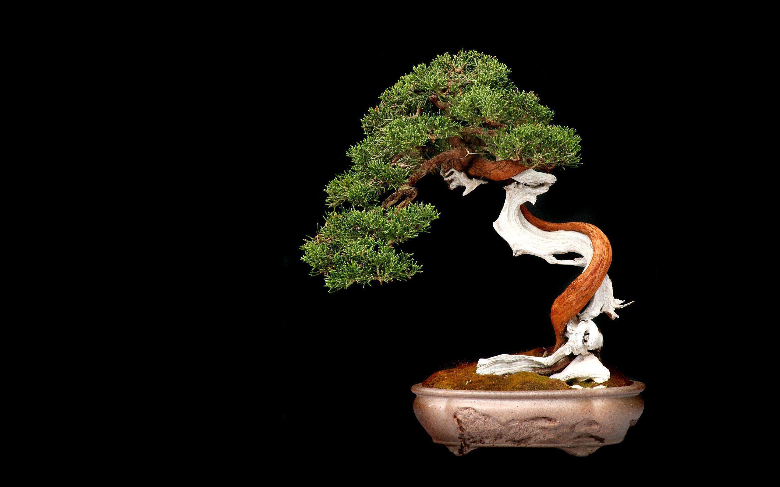 Bonsai tree