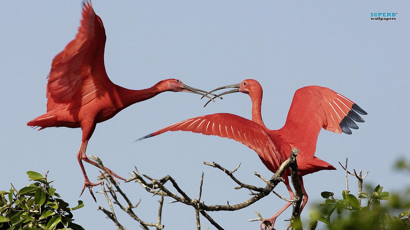 Scarlet Ibis Wallpapers and Backgrounds Image