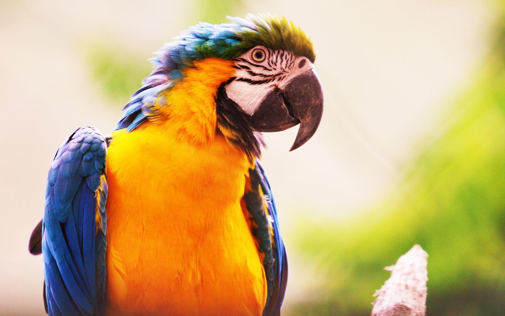 Download Parrot, Birds, Close