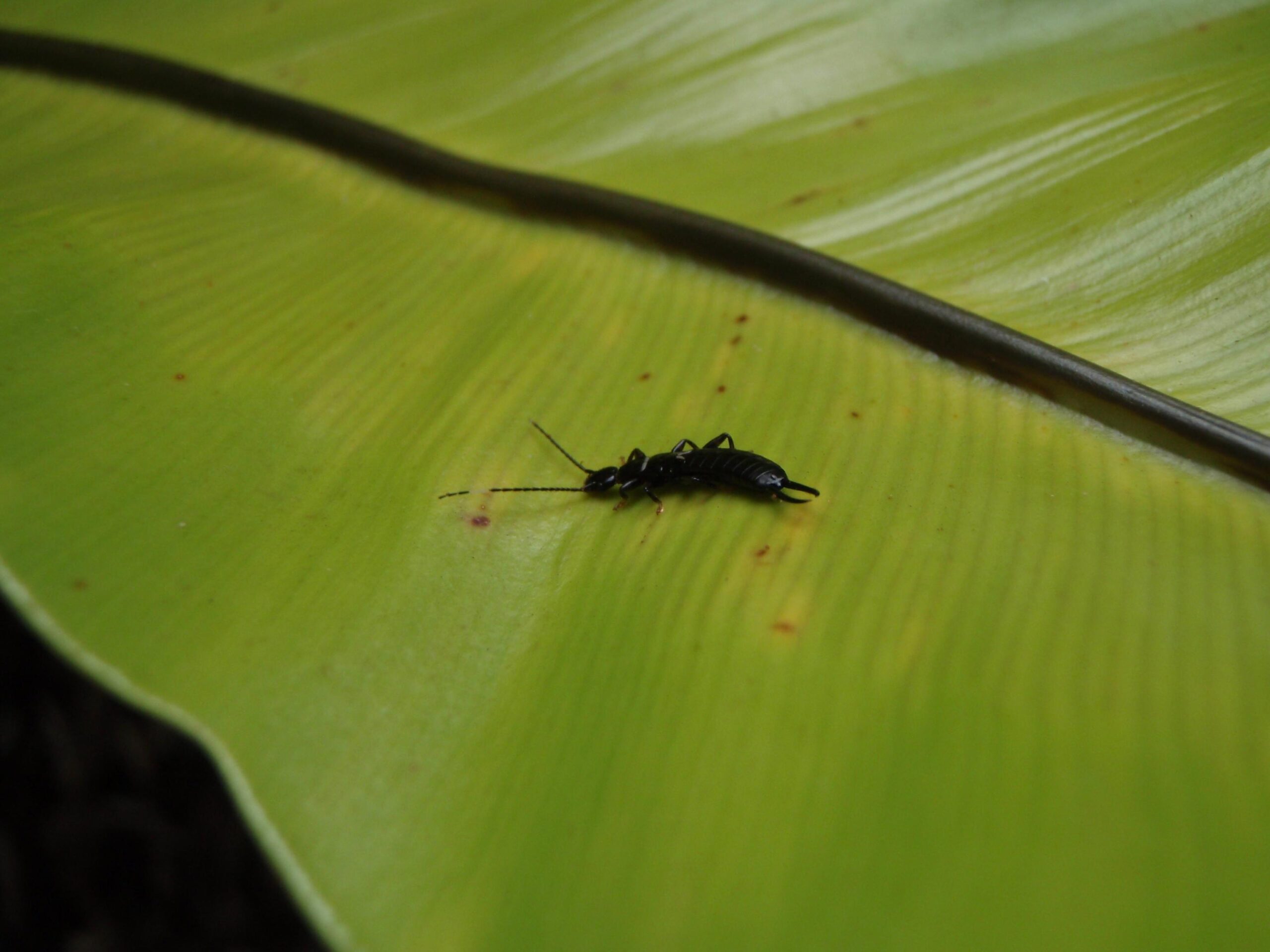 Green Leaf Earwig