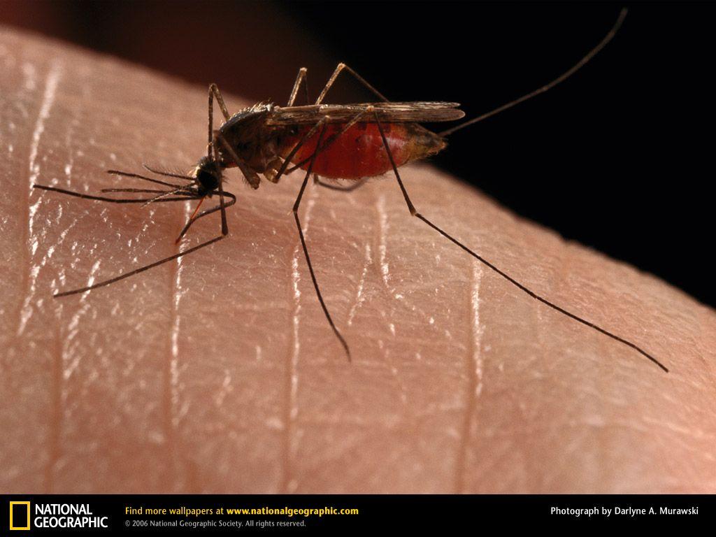 Mosquito Picture, Mosquito Desktop Wallpaper, Free Wallpapers