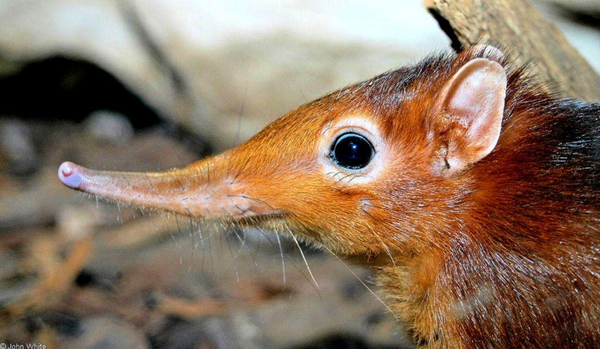 Elephant Shrew Wallpapers