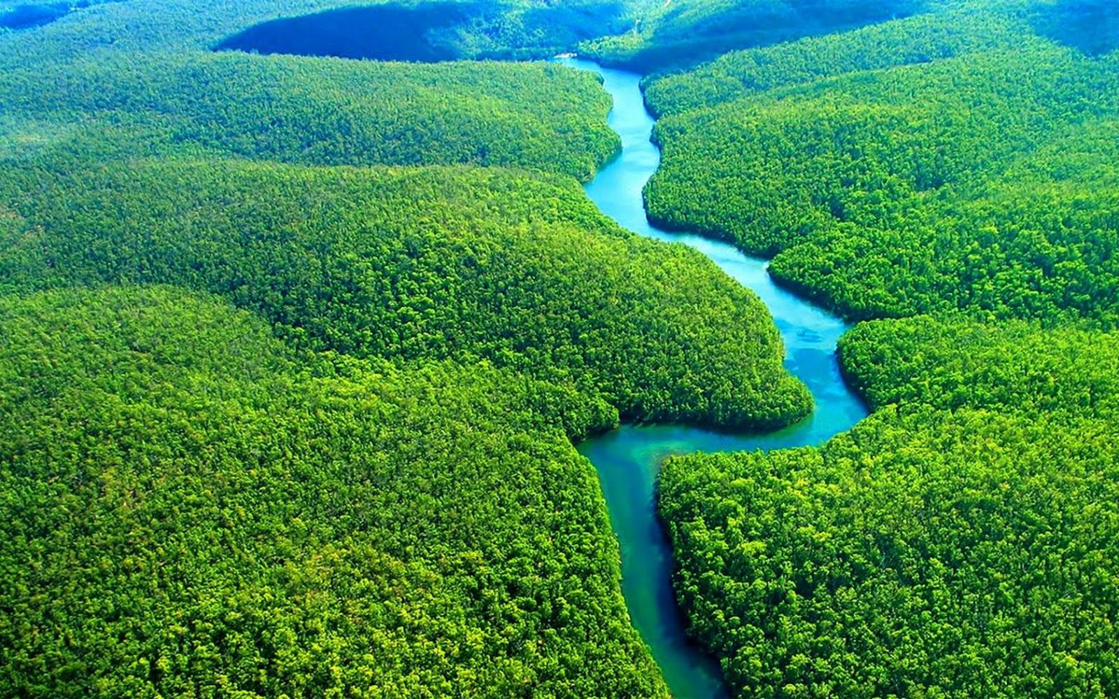 Amazon Rainforest HD Wallpapers