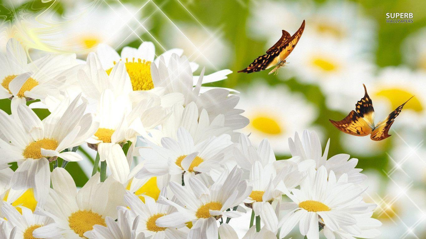 Butterflies on daisies wallpapers