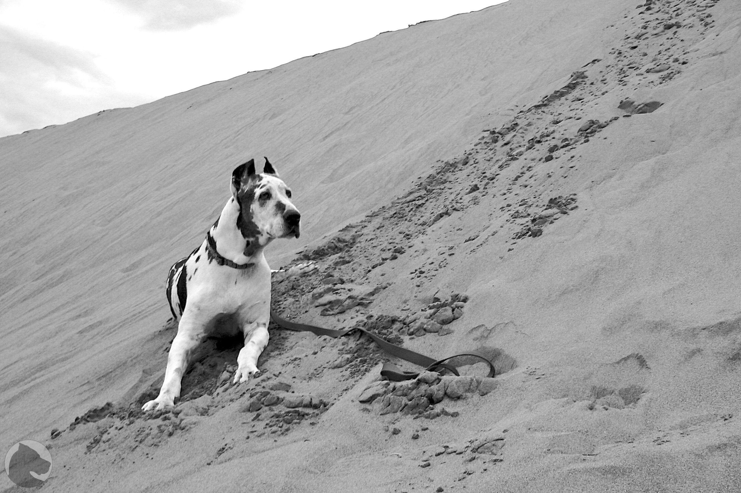 Great Sand Dunes National Park and Preserve