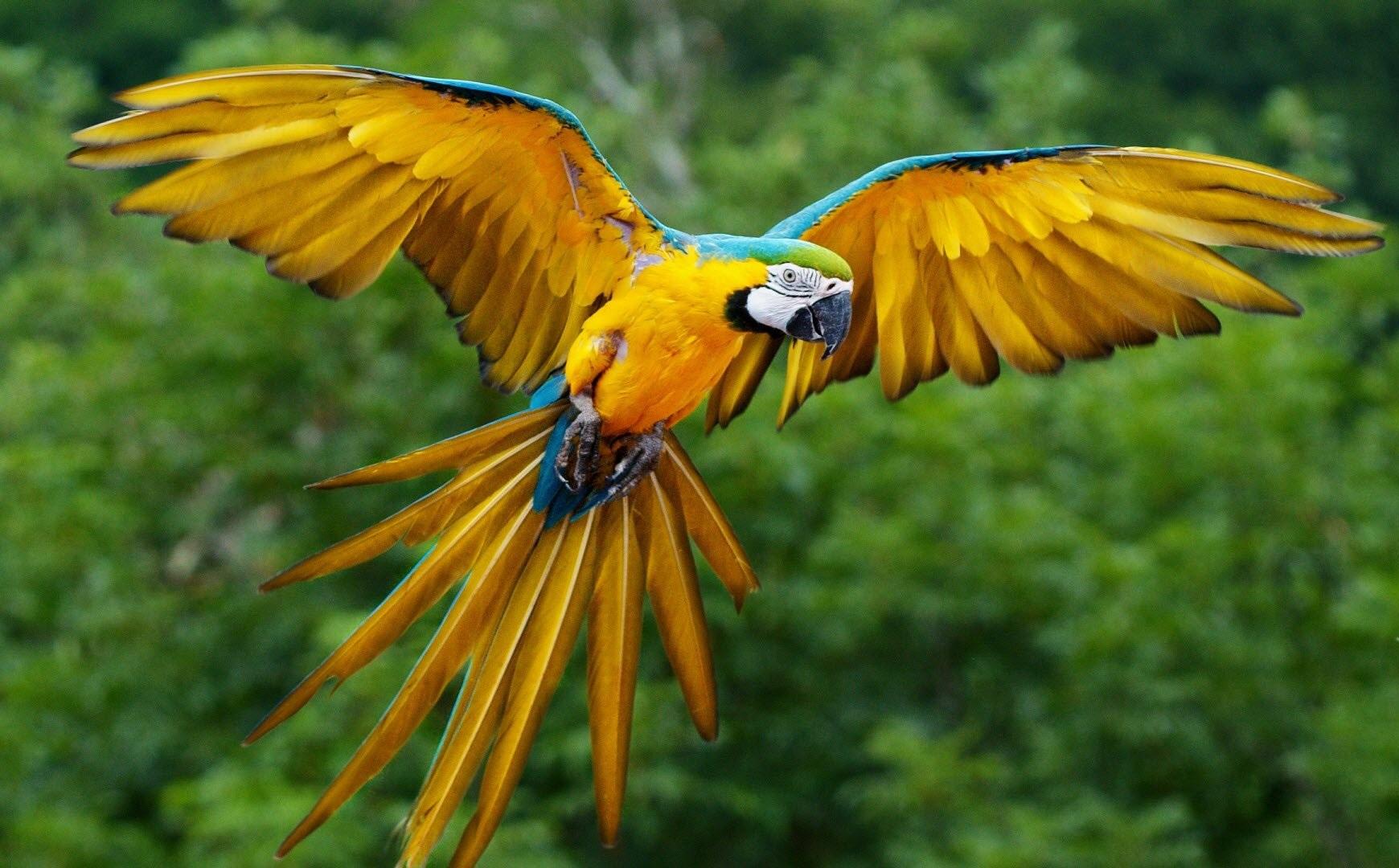 Colorful Parrot Birds Image, Photos Wallpapers Download