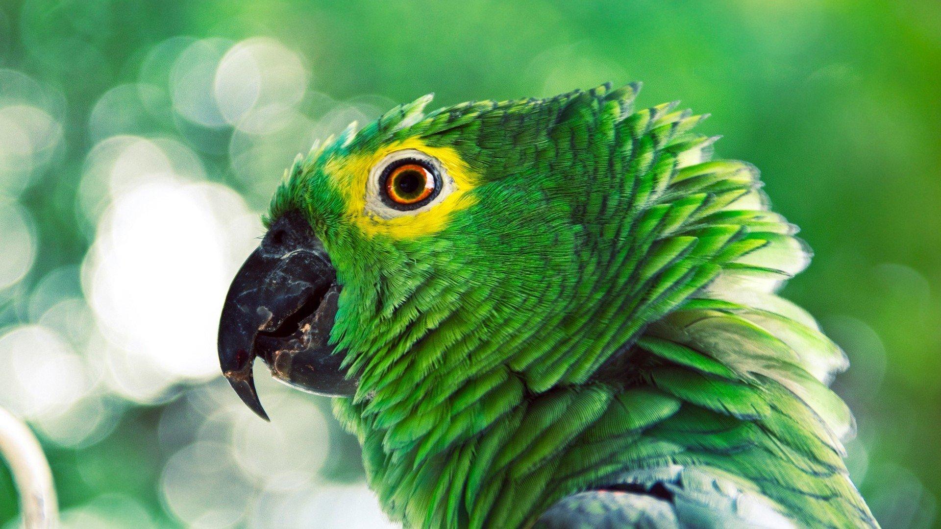 Parrot Wallpapers