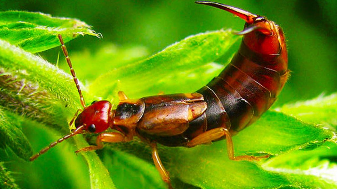 The GIANT EARWIG is now EXTINCT