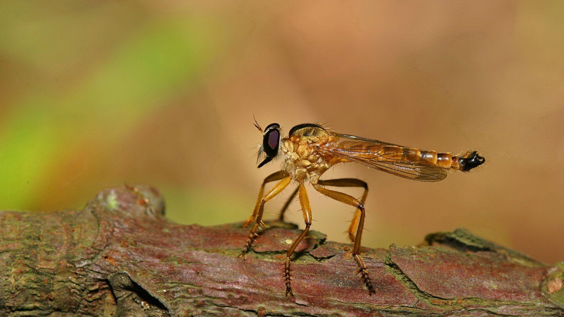 Insects fly mosquito wallpapers