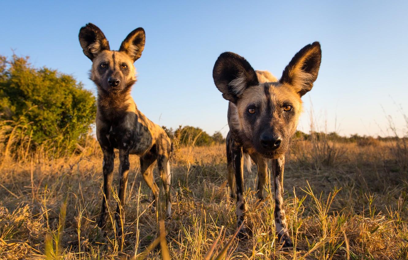 Wallpapers nature, animals, African Wild Dogs image for