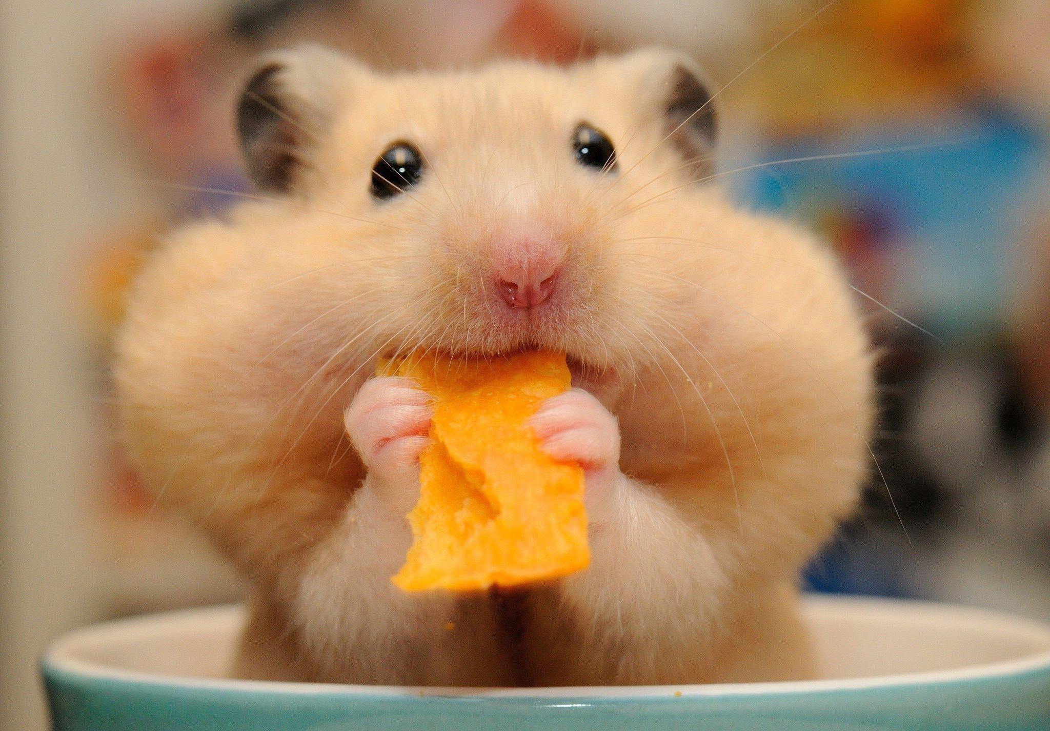 Hamster Wallpapers 10