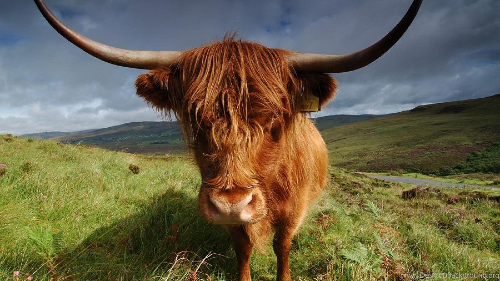 Cow Highland Animals Nature Hd Wallpapers