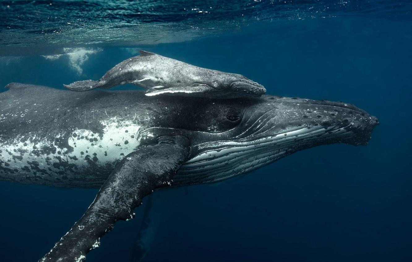 Wallpapers sea, the ocean, family, the baby whale, humpback