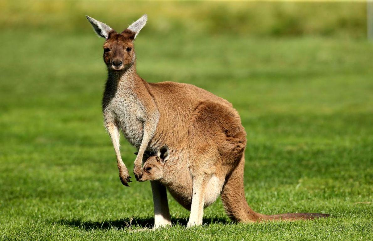 Kangaroo Latest Hd Wallpapers Free Download