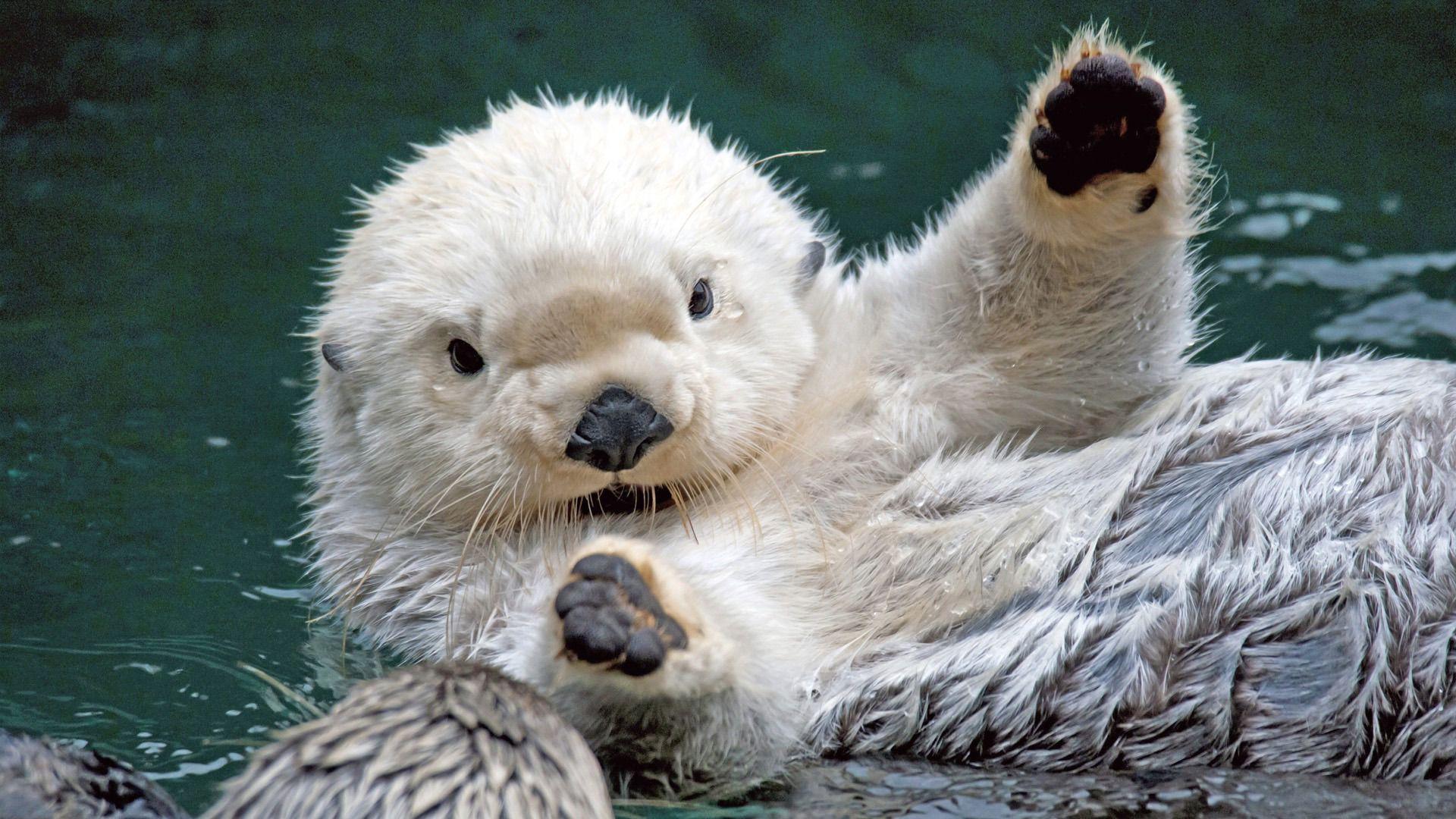 Sea Otter HD Wallpapers