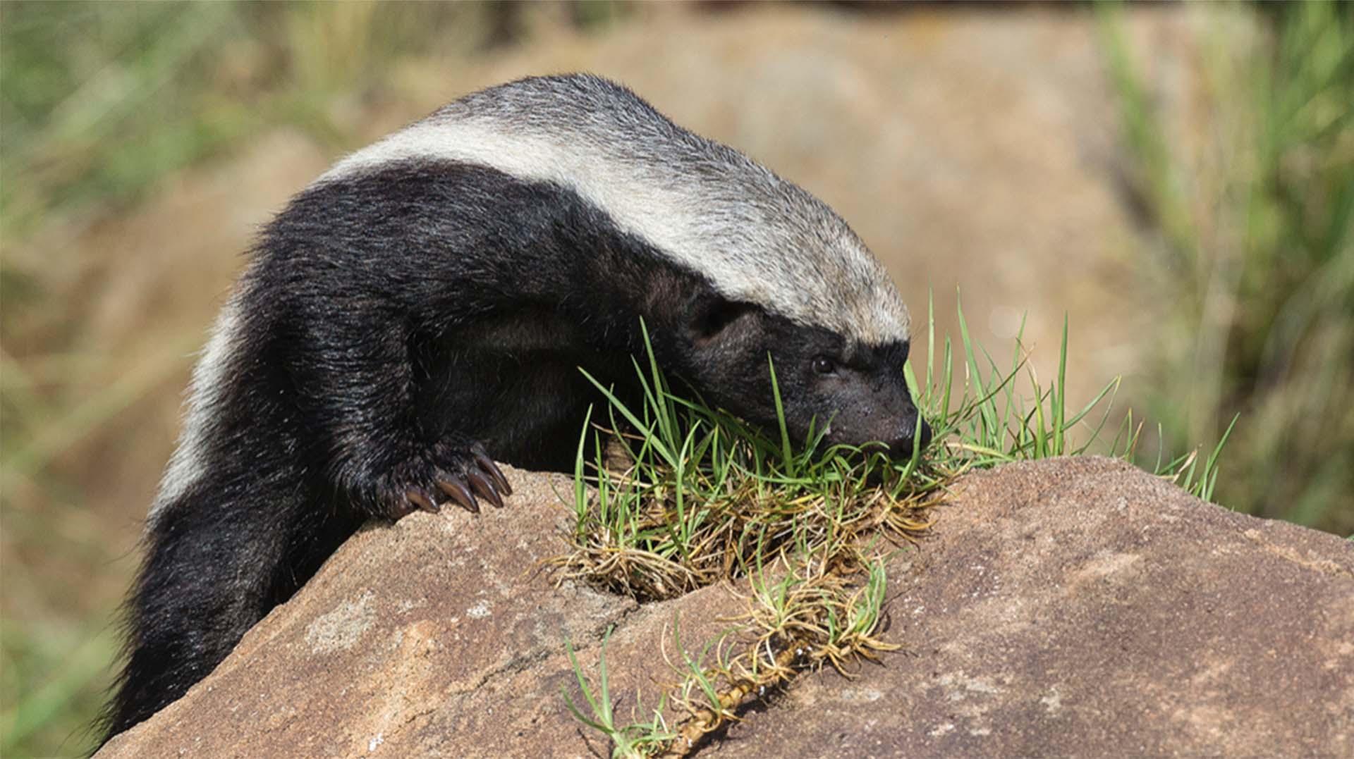 Honey Badger