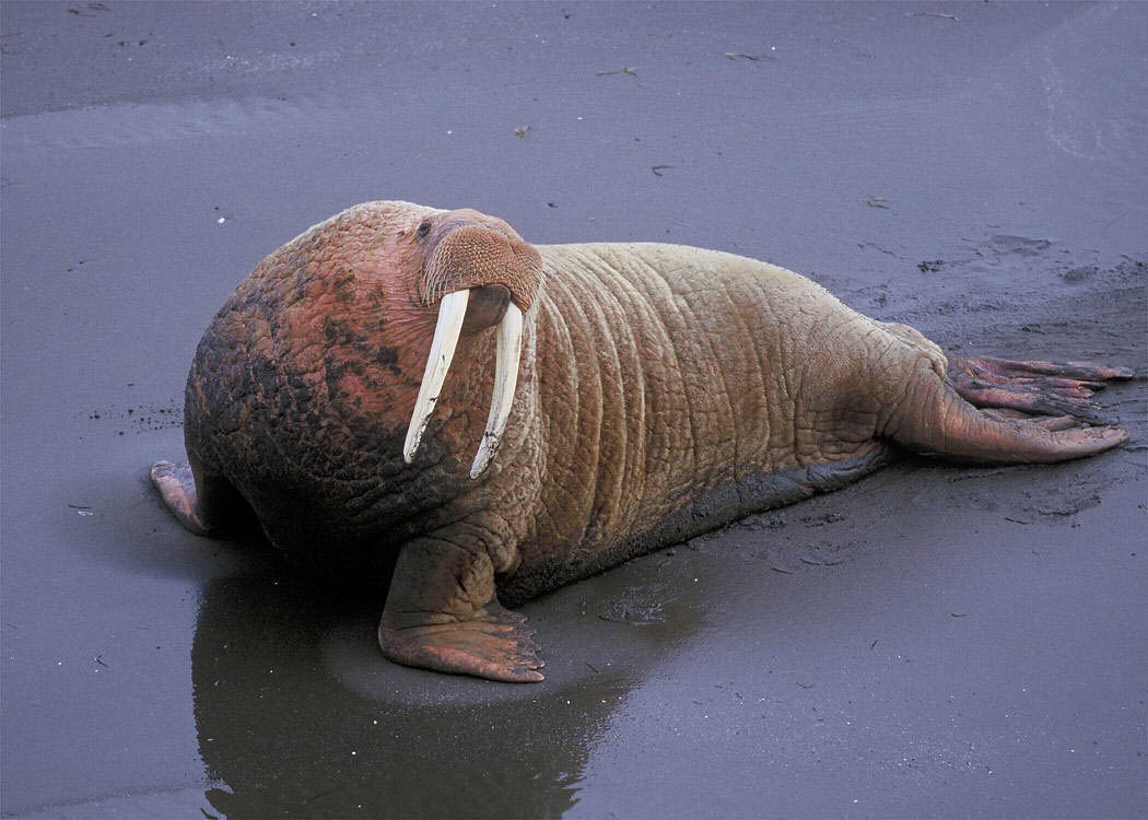 Free Walrus Wallpapers download