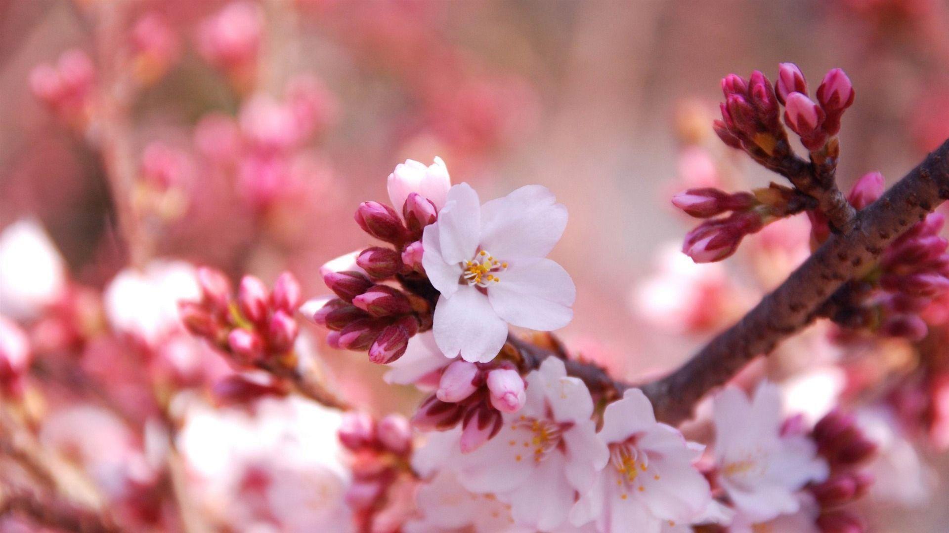 Cherry Blossom HD Wallpapers