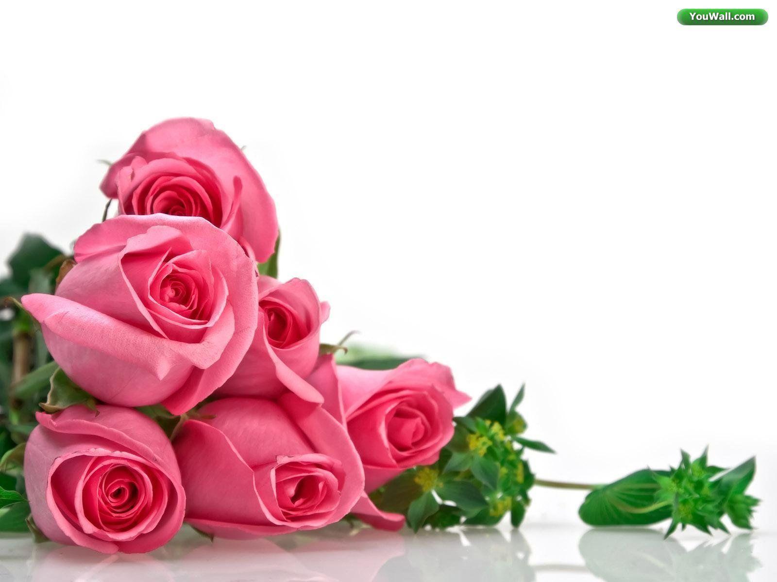 Wallpapers For > Roses Wallpapers Hd Desktop