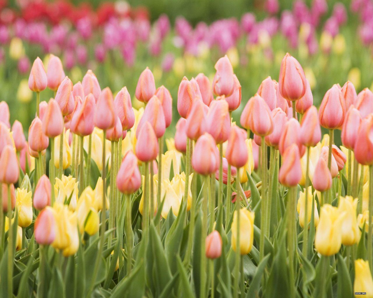 Tulip Wallpapers 15833 Hd Wallpapers in Flowers