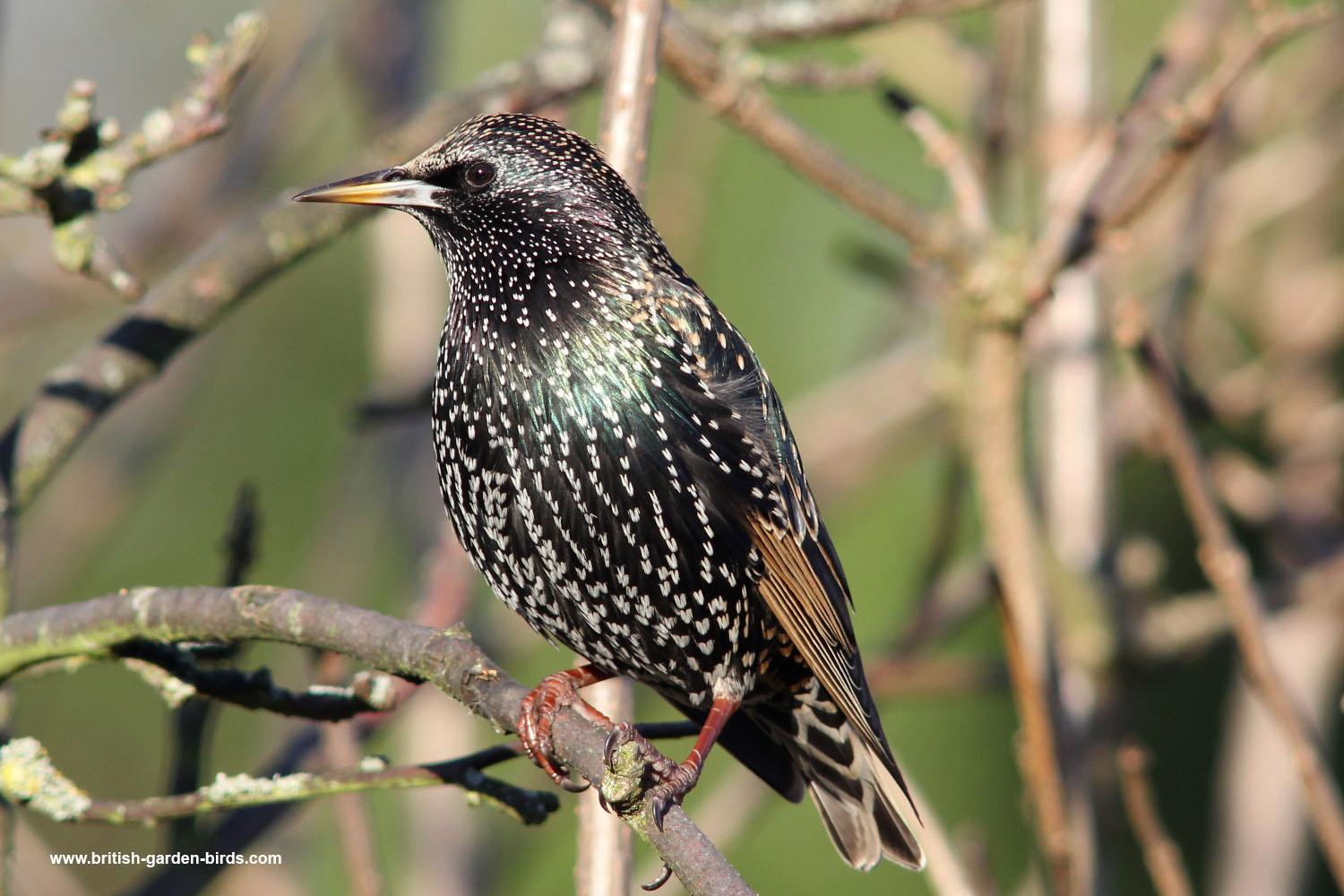 starling wallpapers and backgrounds