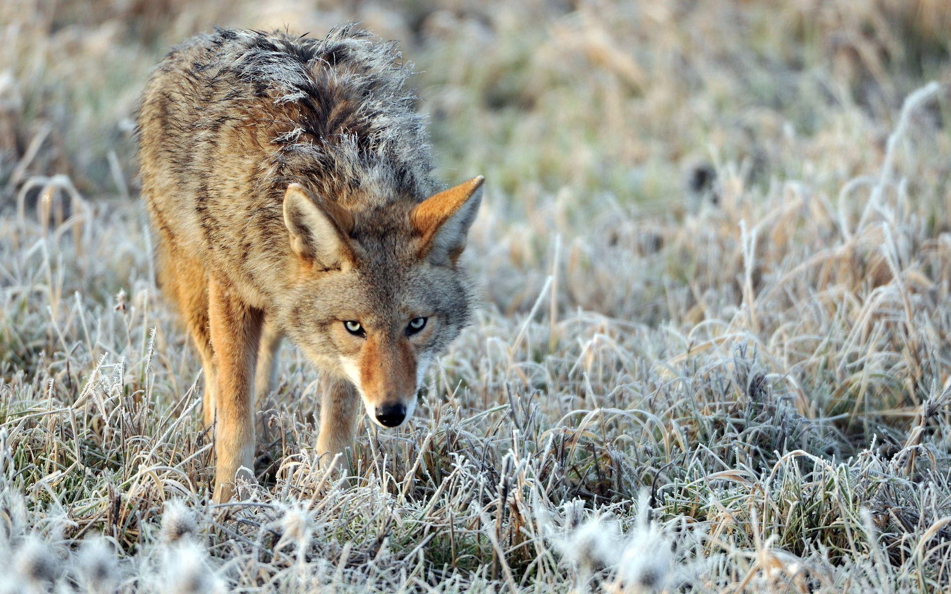 Coyote Computer Wallpapers, Desktop Backgrounds Id: 438178