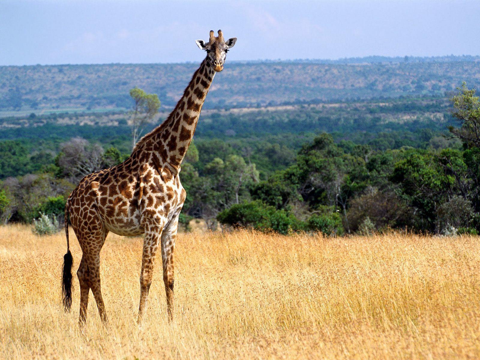 Giraffe Wallpaper Backgrounds 8061 Full HD Wallpapers Desktop