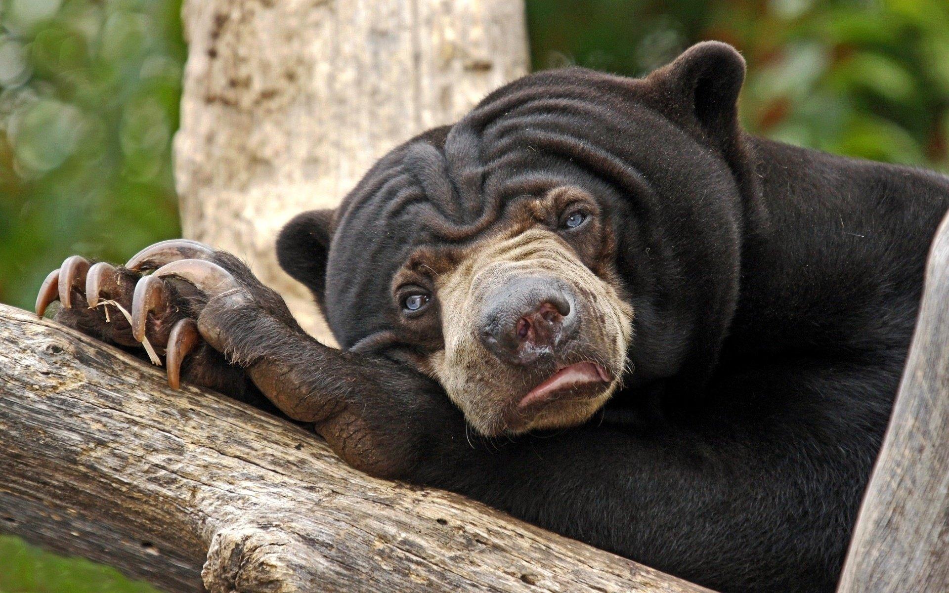 6 Sun Bear HD Wallpapers