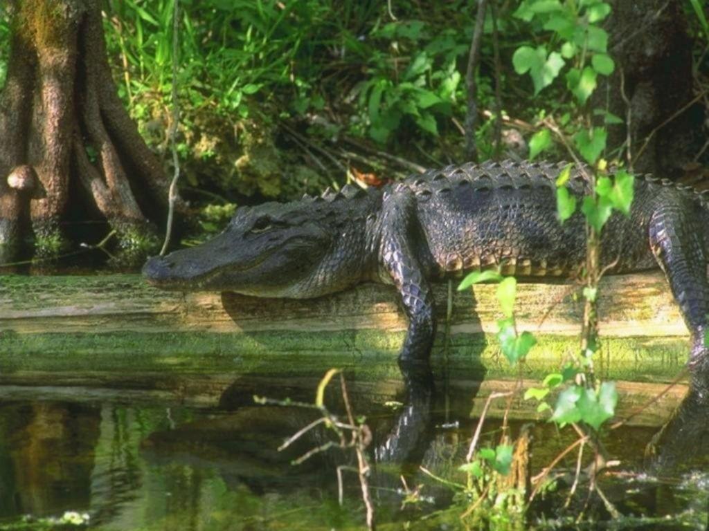 Alligator Wallpapers