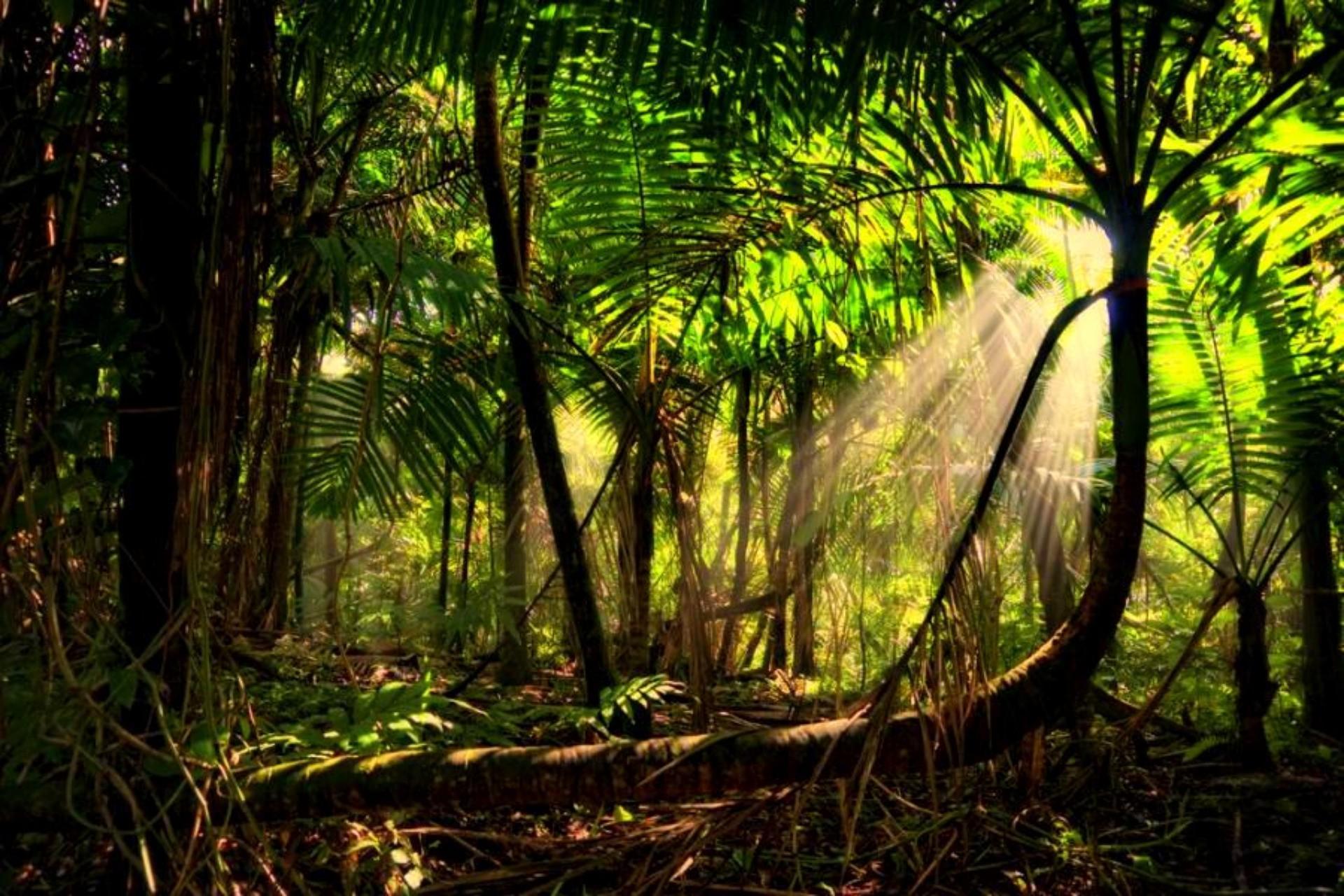 Amazon Rainforest Wallpapers