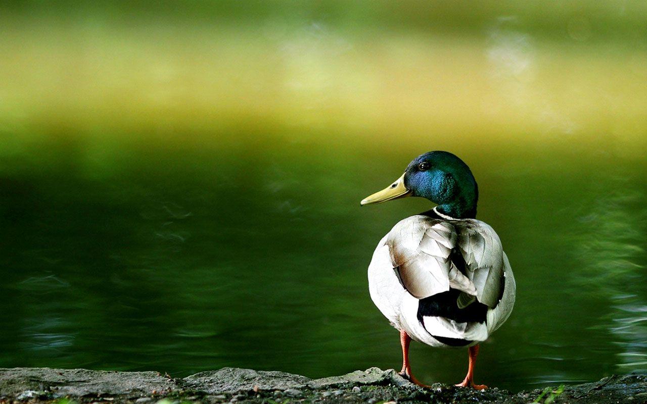 Duck Wallpapers 13942 ~ HDWallSource