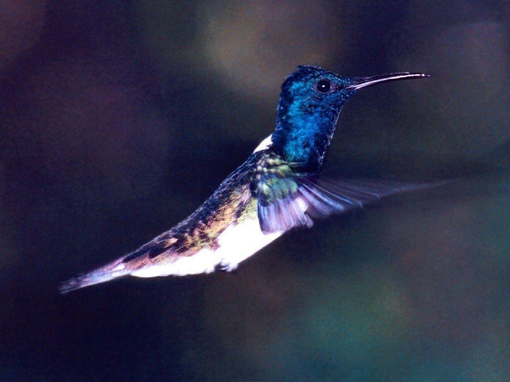 Humming Bird Wallpapers