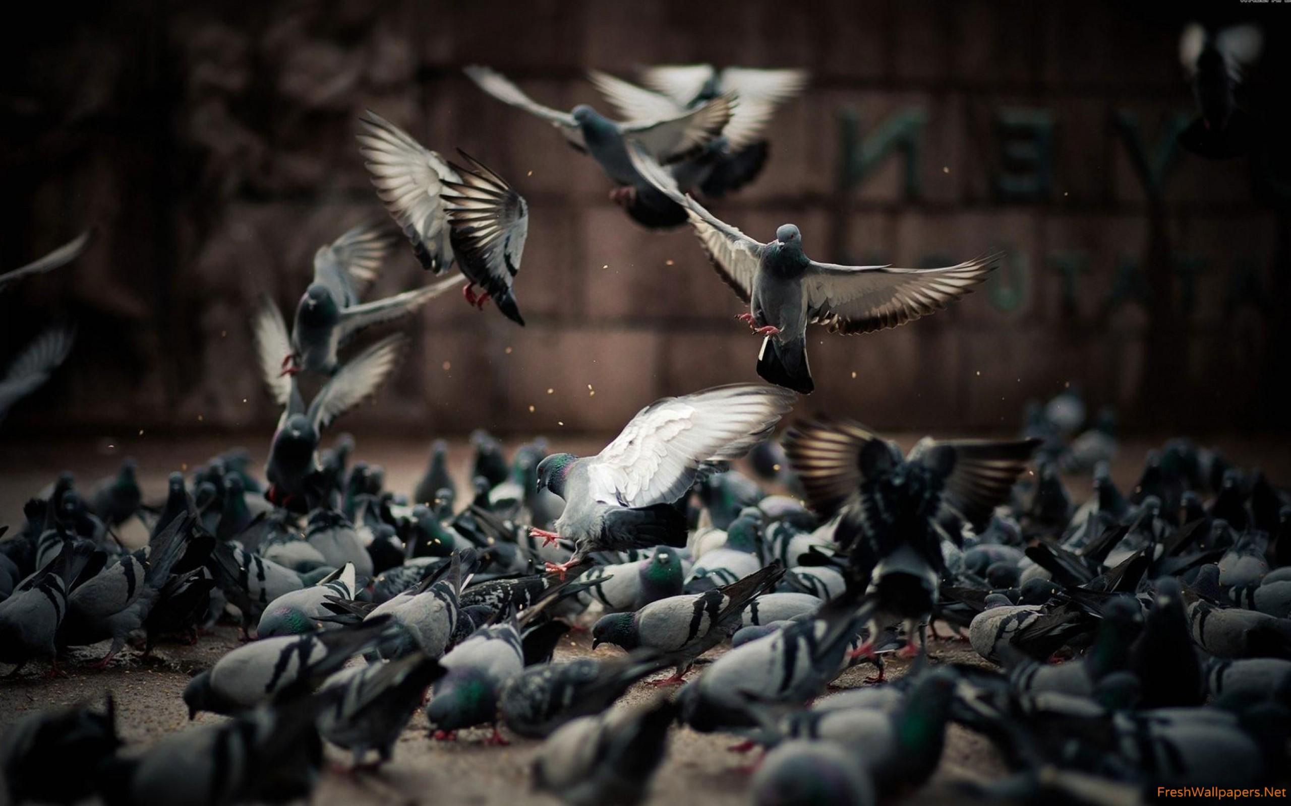 Pigeons wallpapers