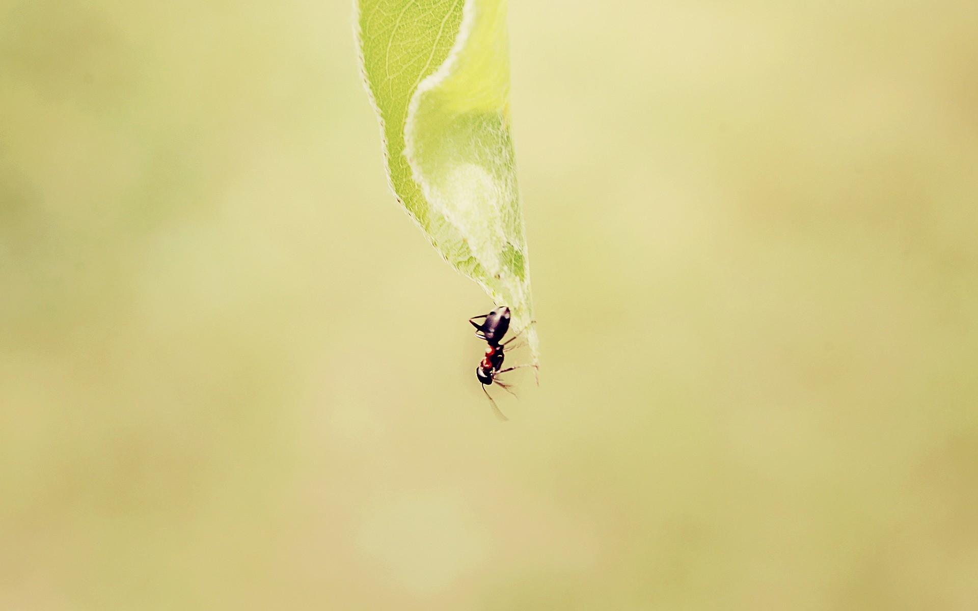 Wallpapers : ant, grass, background, faded