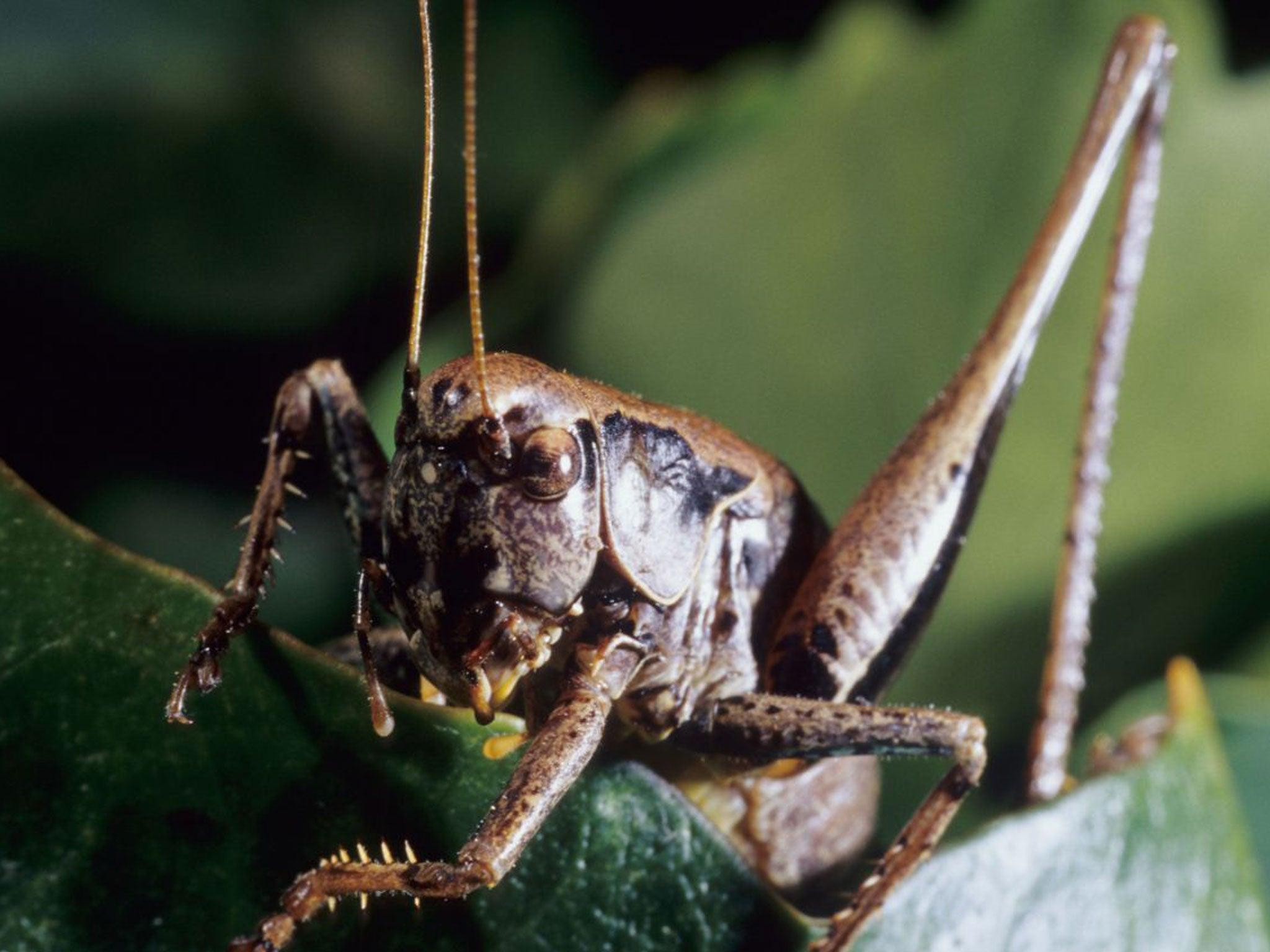 Nature Studies: Why Keats’s hedge cricket no longer chirrups