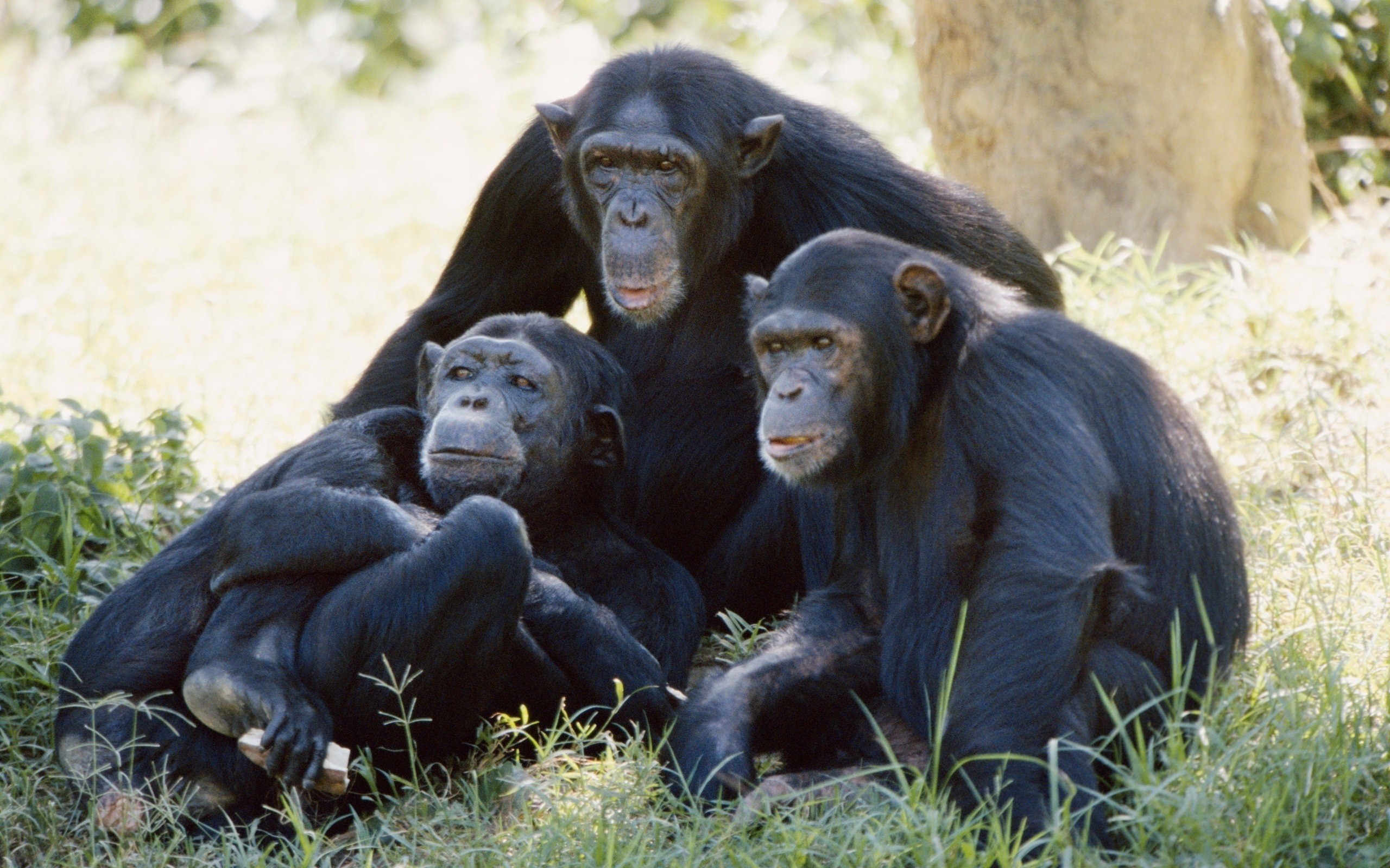 HD Chimpanzee Family Wallpapers