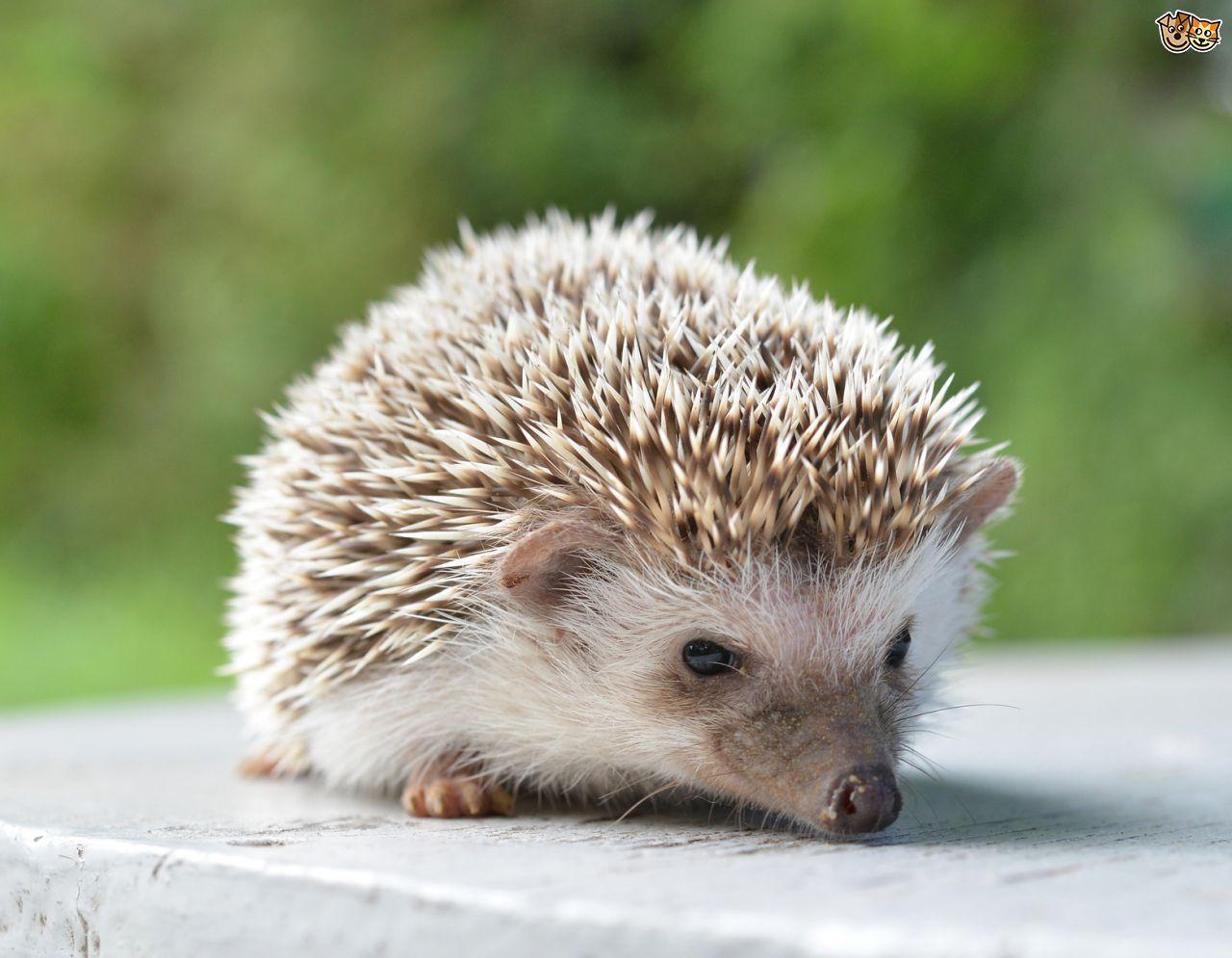 For: Hedgehog Wallpapers, for desktop and mobile